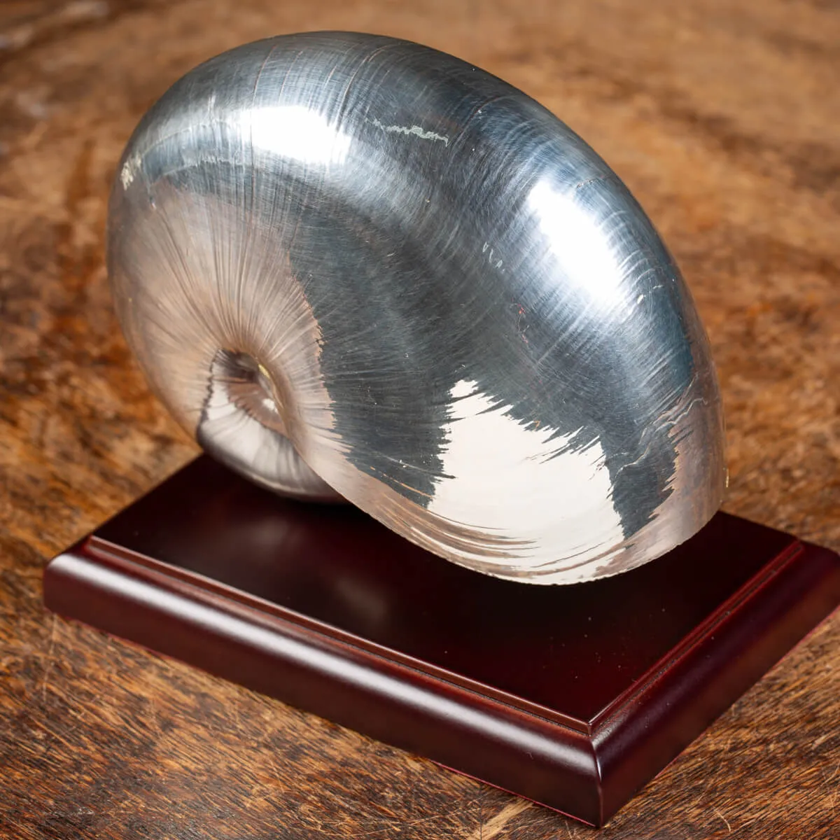Nautilus Pompilius Argentato