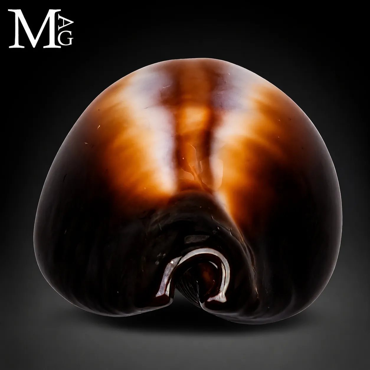Erronea Onyx – Cypraeidae