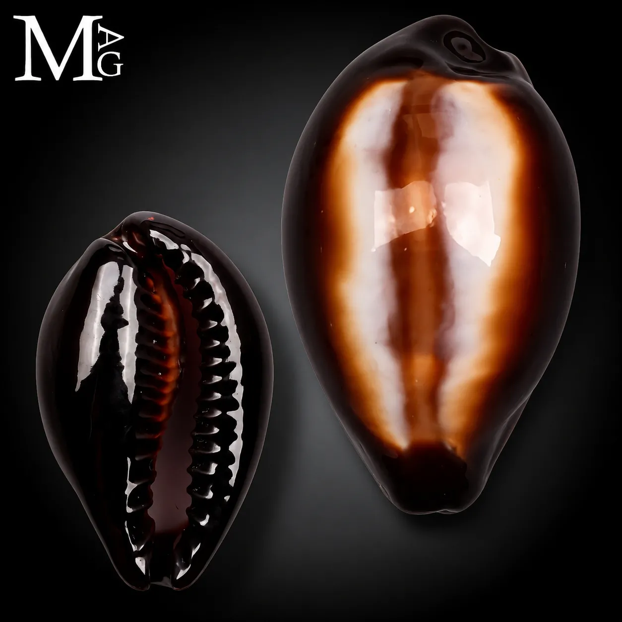 Erronea Onyx – Cypraeidae