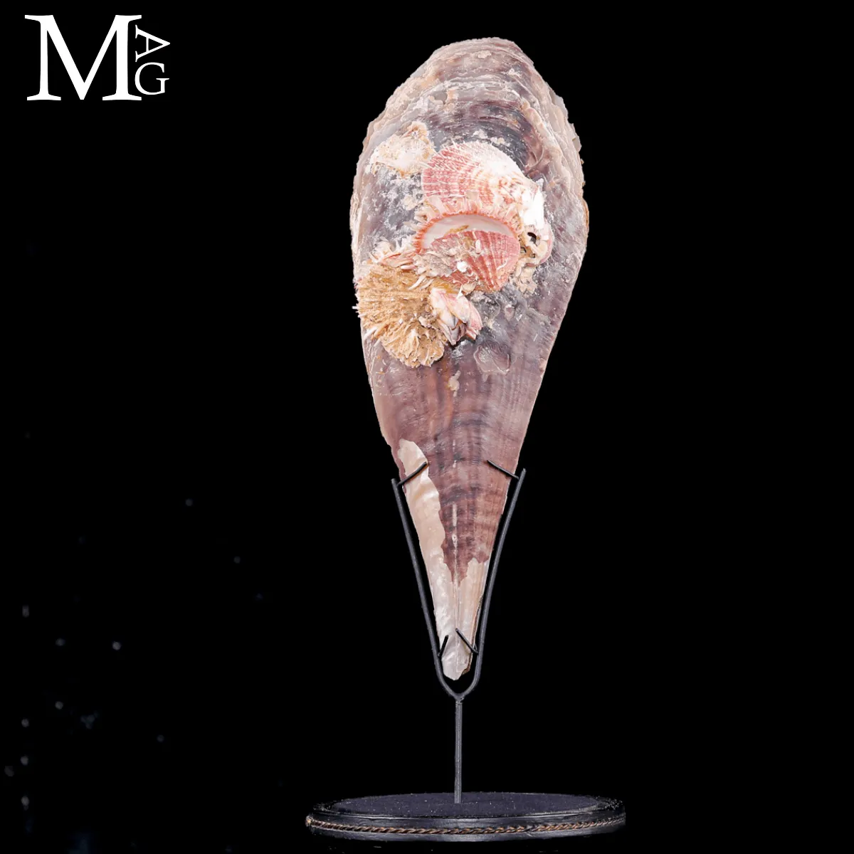 Grande Pinna Bicolor con Spondylus sotto Campana di Vetro