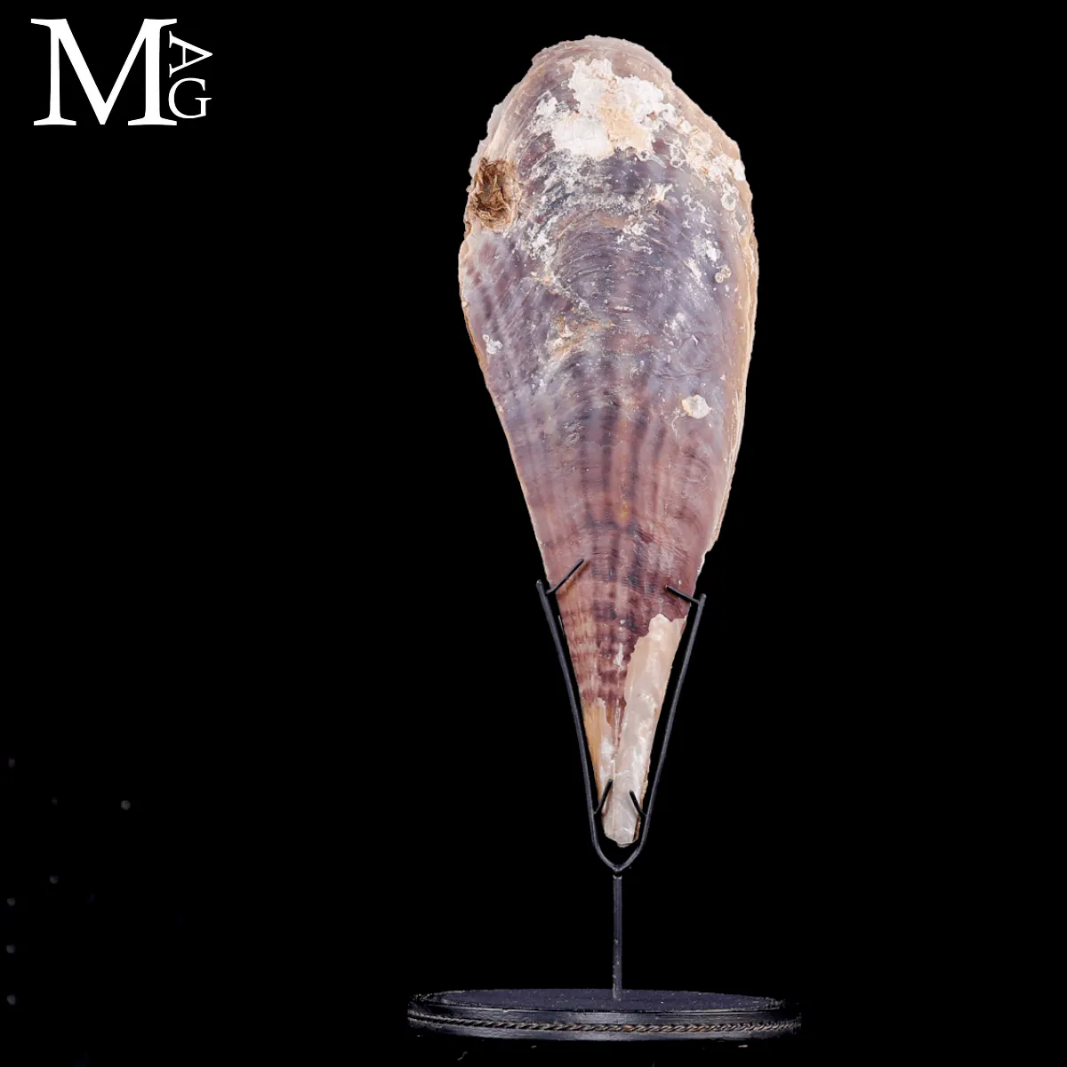 Grande Pinna Bicolor con Spondylus sotto Campana di Vetro