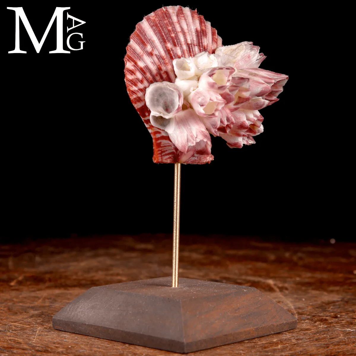 Pecten Gloriosa con Balani Naturali