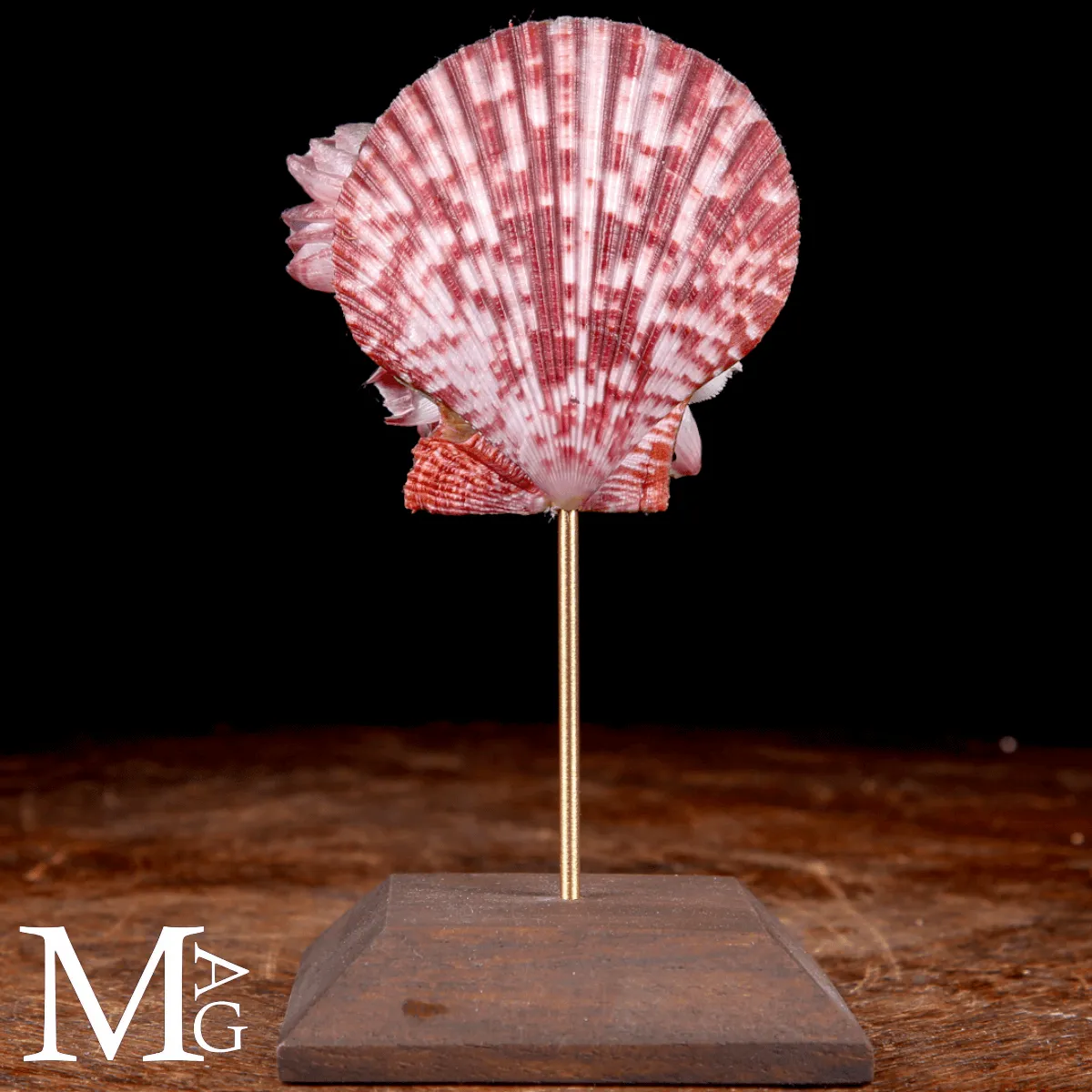 Pecten Gloriosa con Balani Naturali