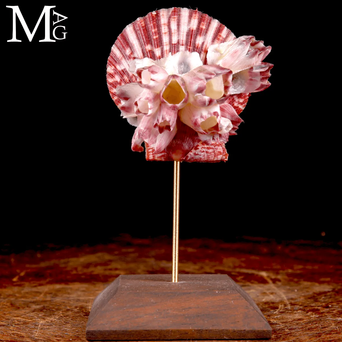 Pecten Gloriosa con Balani Naturali