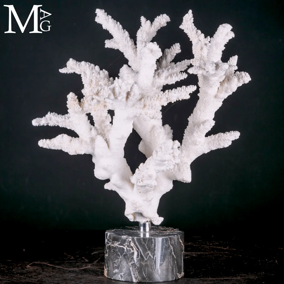 Ramo di Corallo Acropora su Marmo.
