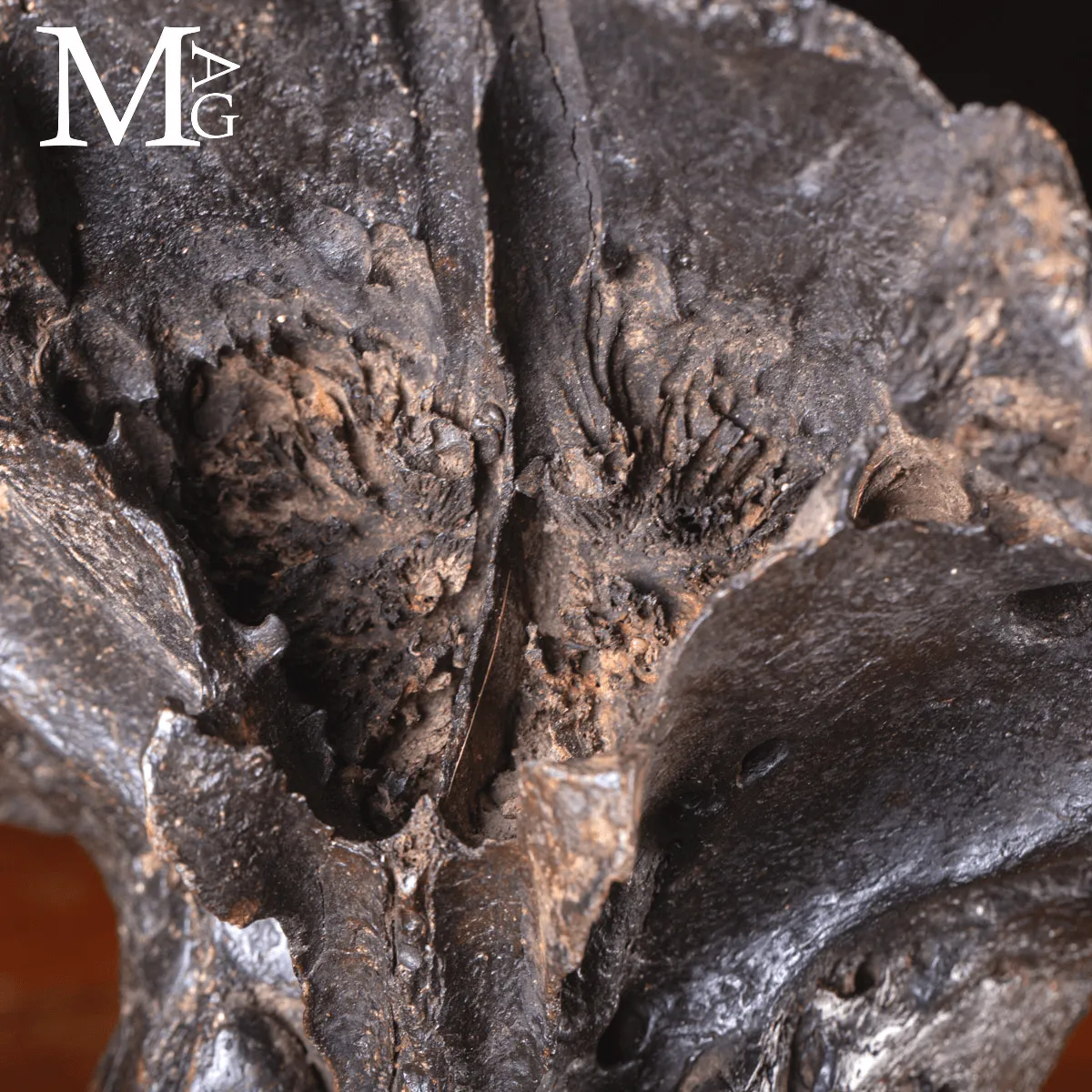 Scatola Cranica e Frontale di Megaloceros Giganteus.
