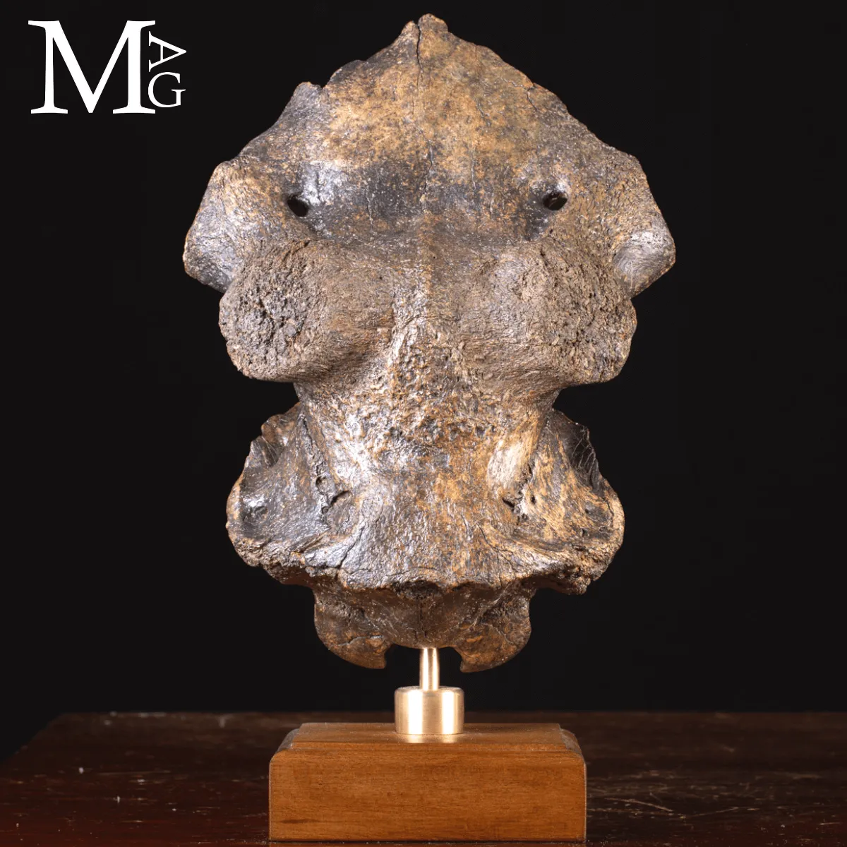 Scatola Cranica e Frontale di Megaloceros Giganteus.