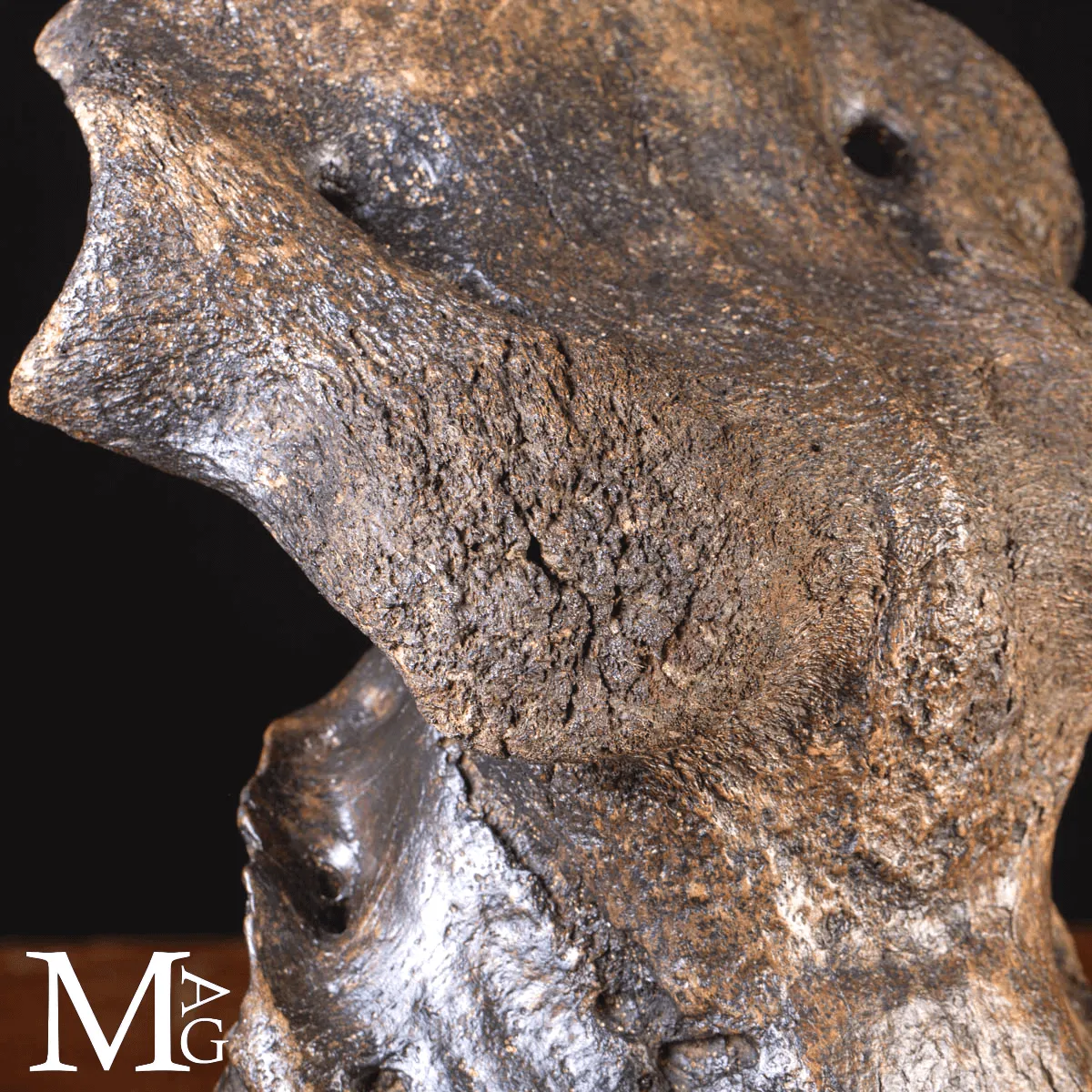 Scatola Cranica e Frontale di Megaloceros Giganteus.