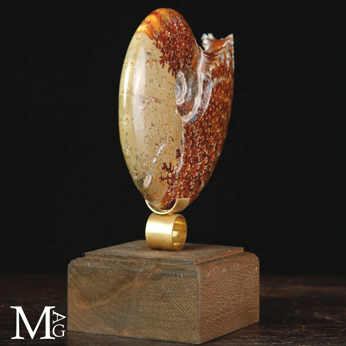Ammonite Cleoniceras del Madagascar – tra scienza e arte.