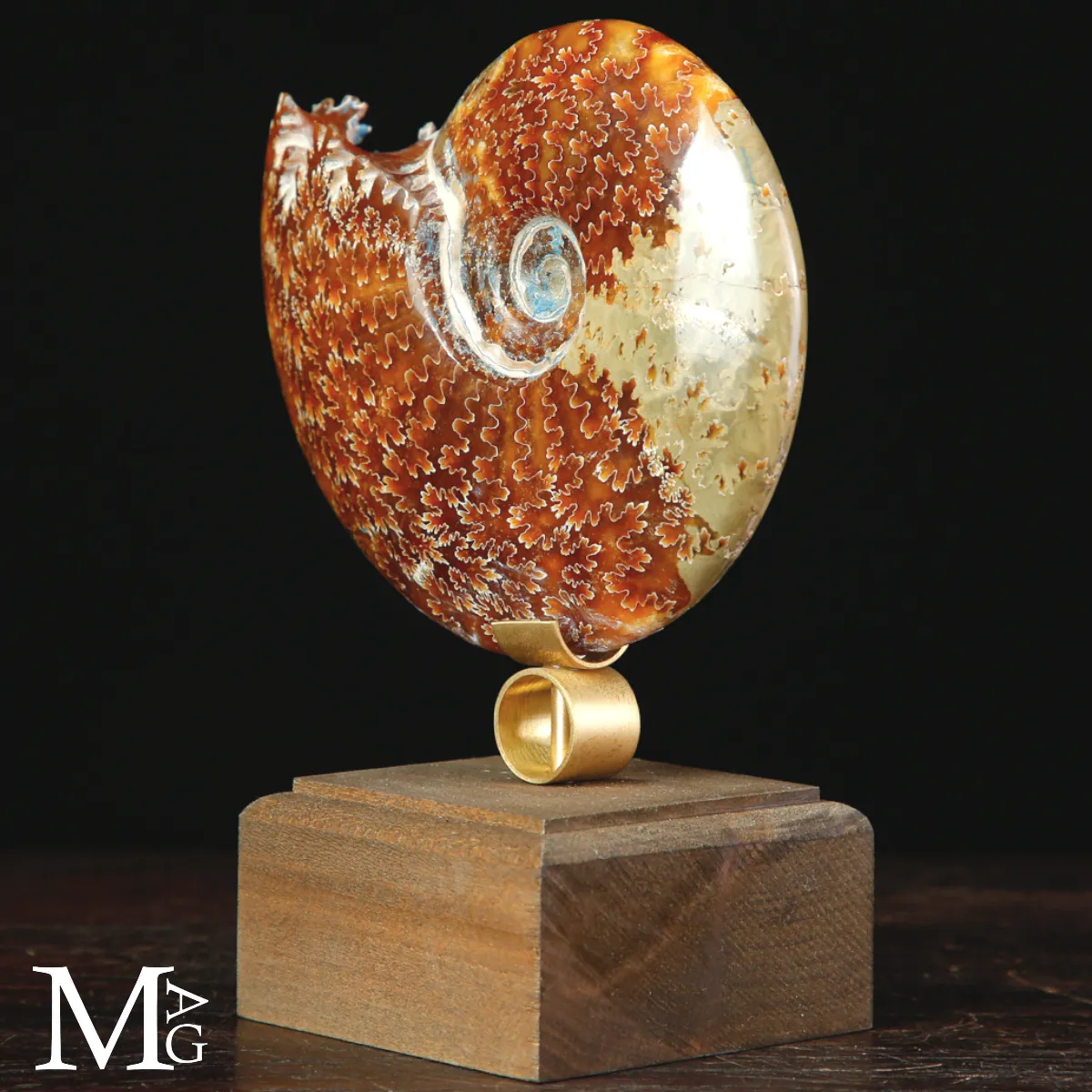 Ammonite Cleoniceras del Madagascar – tra scienza e arte.