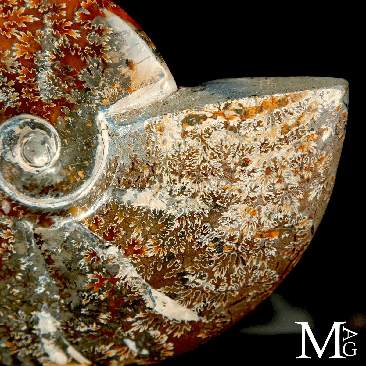 Ammonite fossile Cleoniceras su base di design.