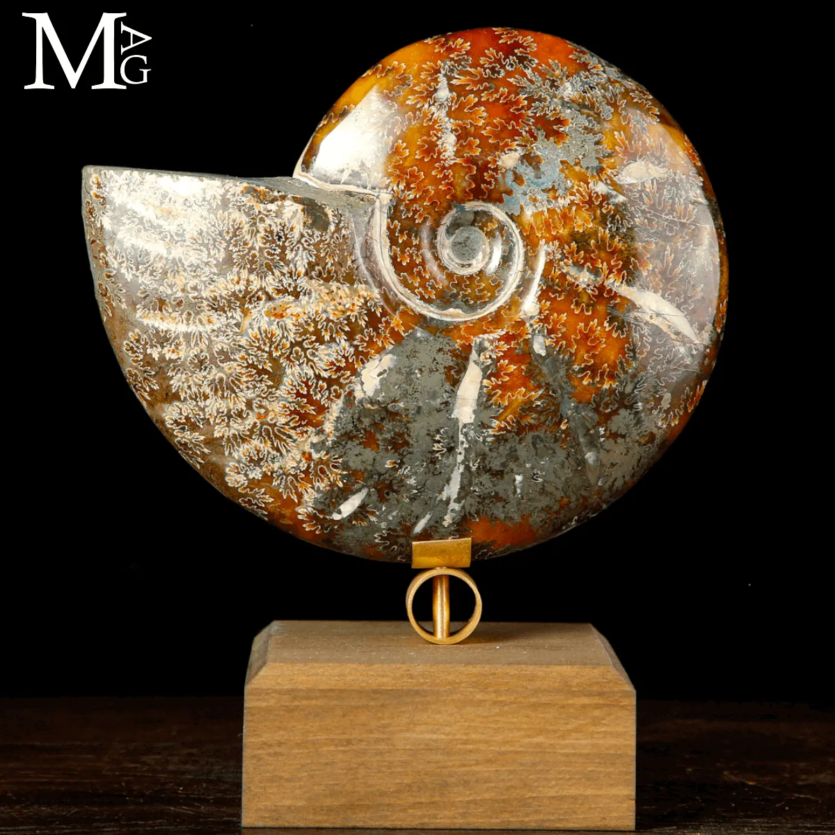 Ammonite fossile Cleoniceras su base di design.