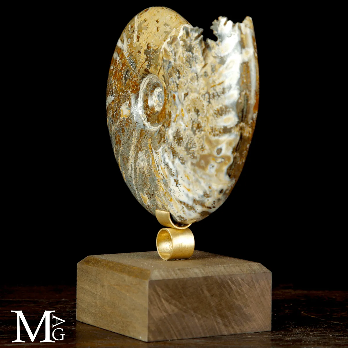 Cleoniceras sp. – Ammonite fossile dell’Albiano.