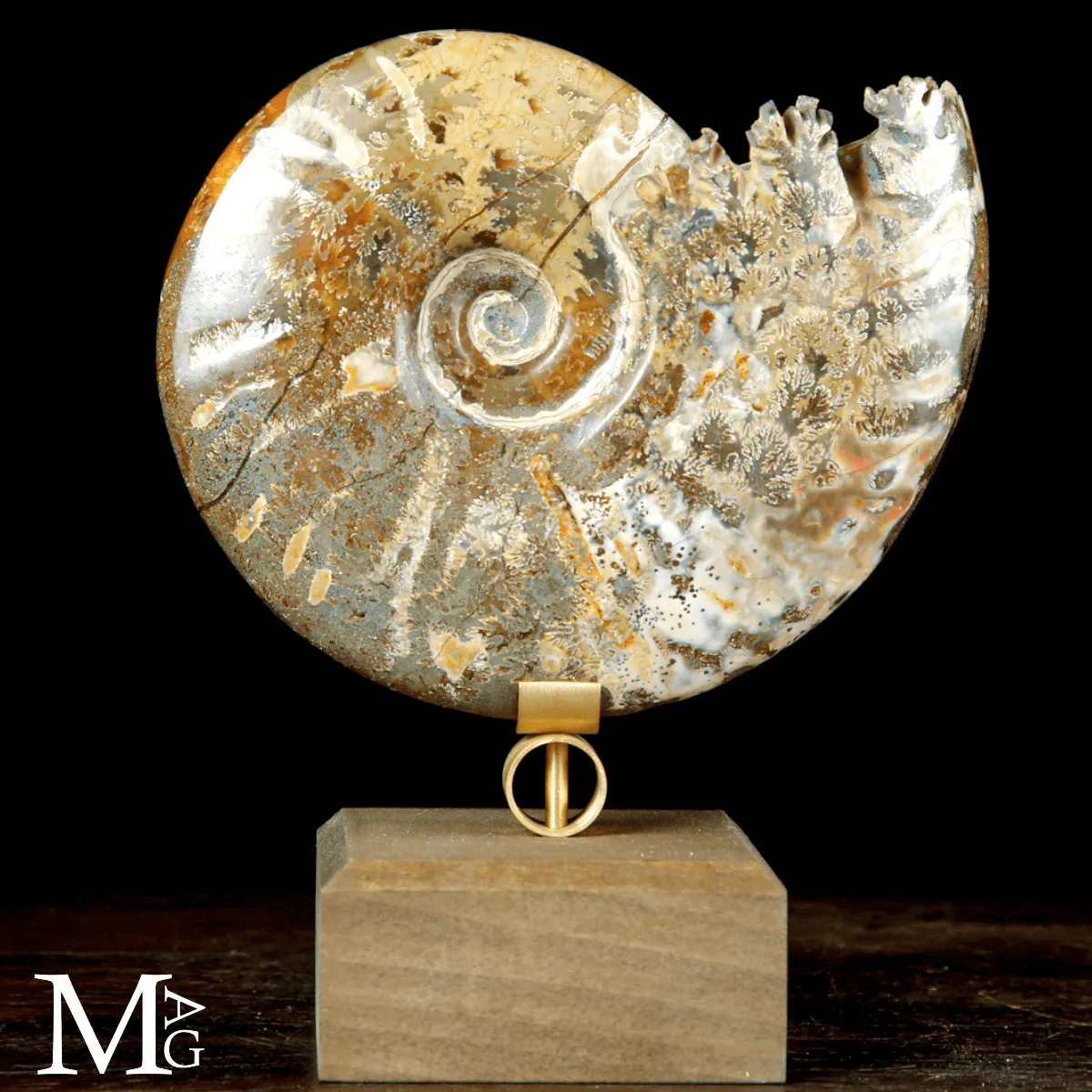Cleoniceras sp. – Ammonite fossile dell’Albiano.