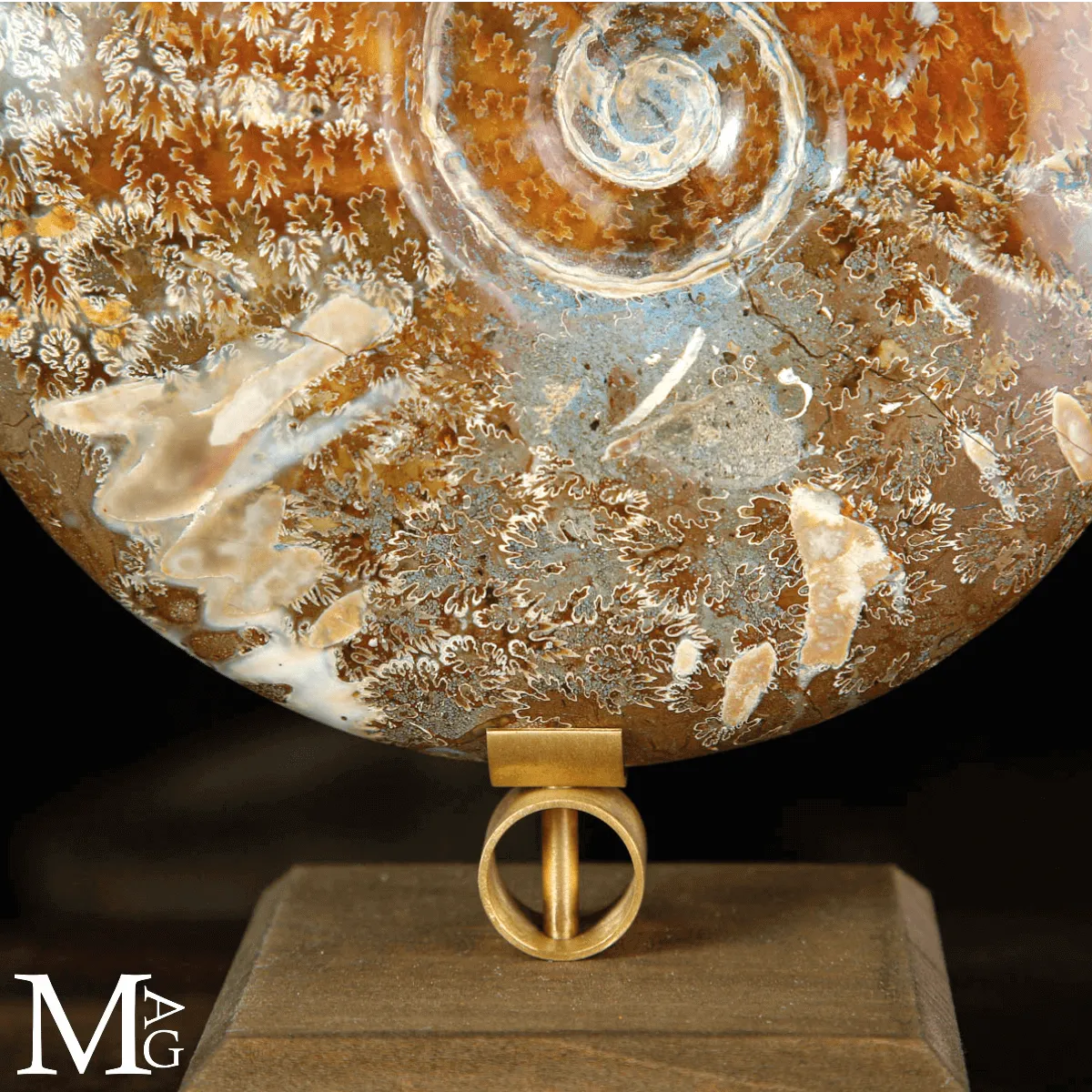 Cleoniceras sp. – Ammonite fossile dell’Albiano.