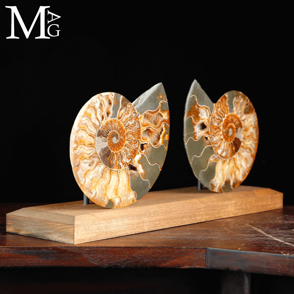 Ammonite Cleoniceras Sezionata su Base.