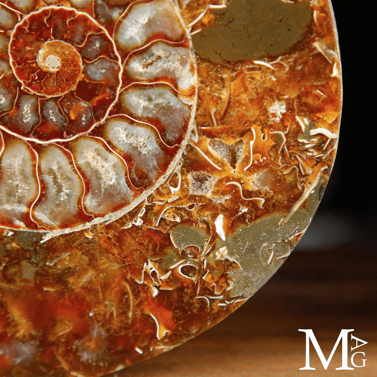 Cleoniceras Fossile – Spirale del Tempo.
