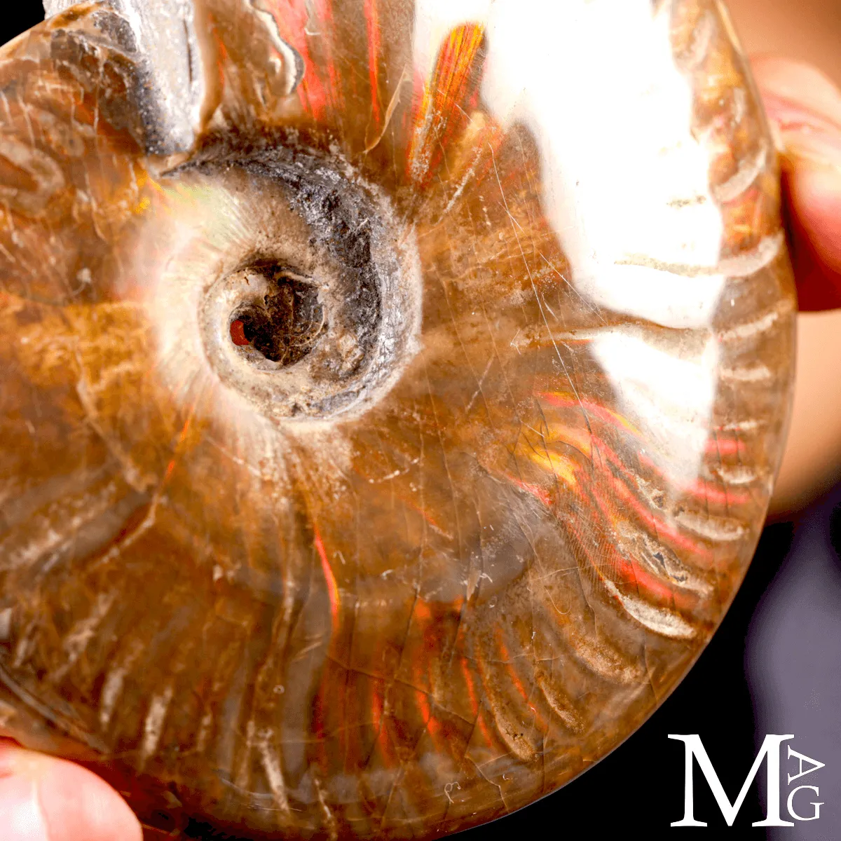 Ammonite Fossile Cleoniceras – Rosso Opalescente