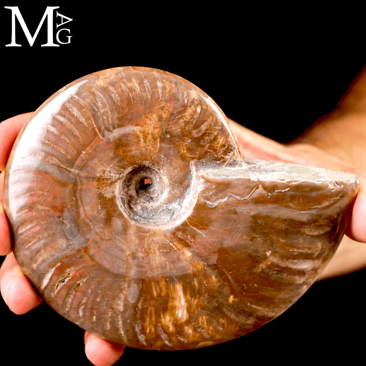 Ammonite Fossile Cleoniceras – Rosso Opalescente