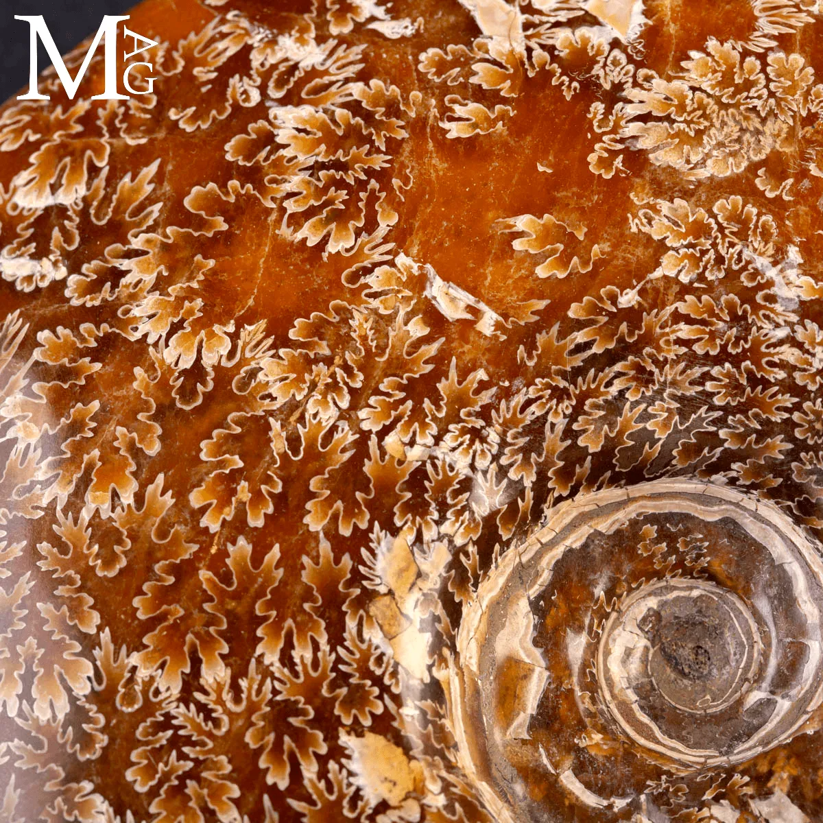 Ammonite Fossile Cleoniceras – Madagascar