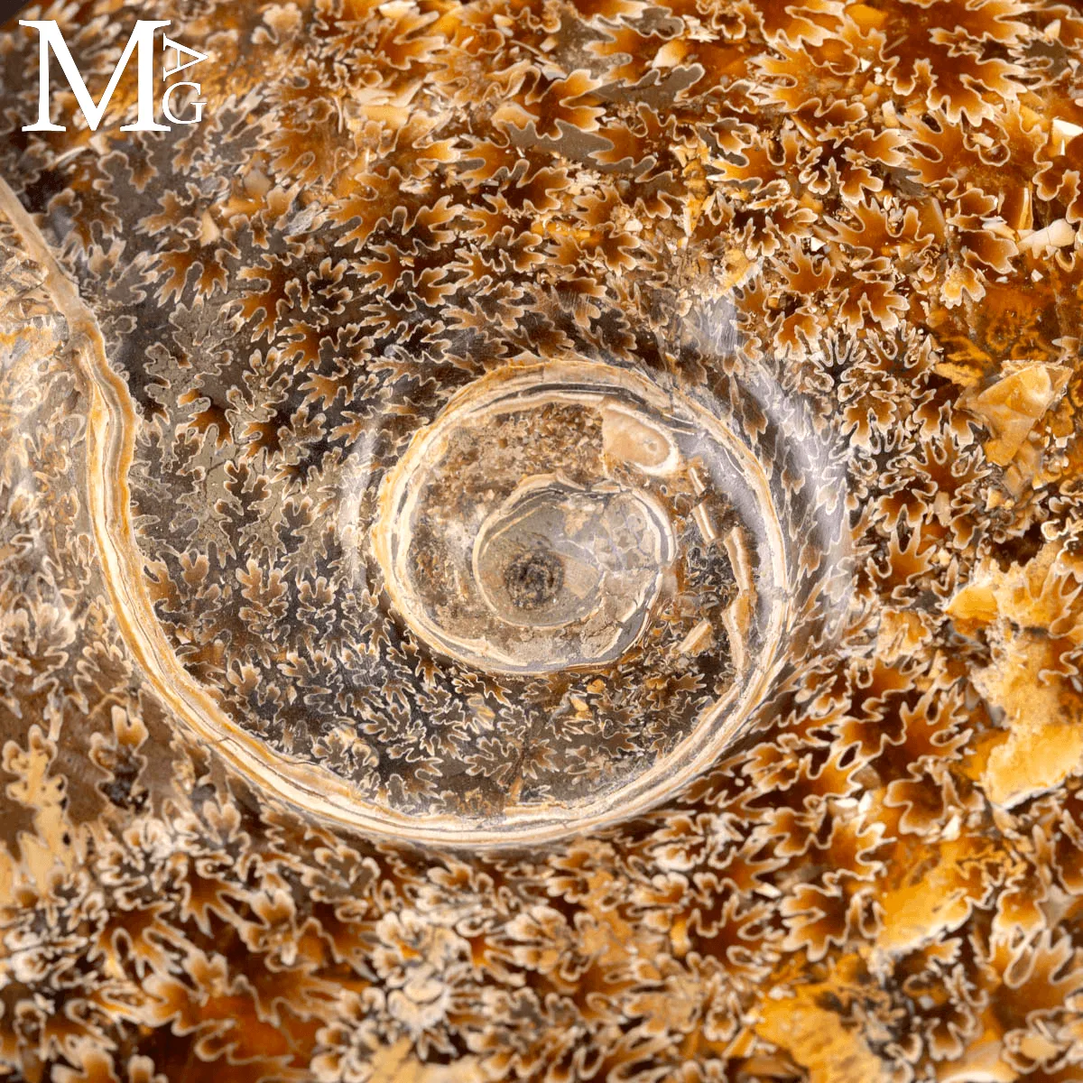 Ammonite Fossile Cleoniceras – Madagascar