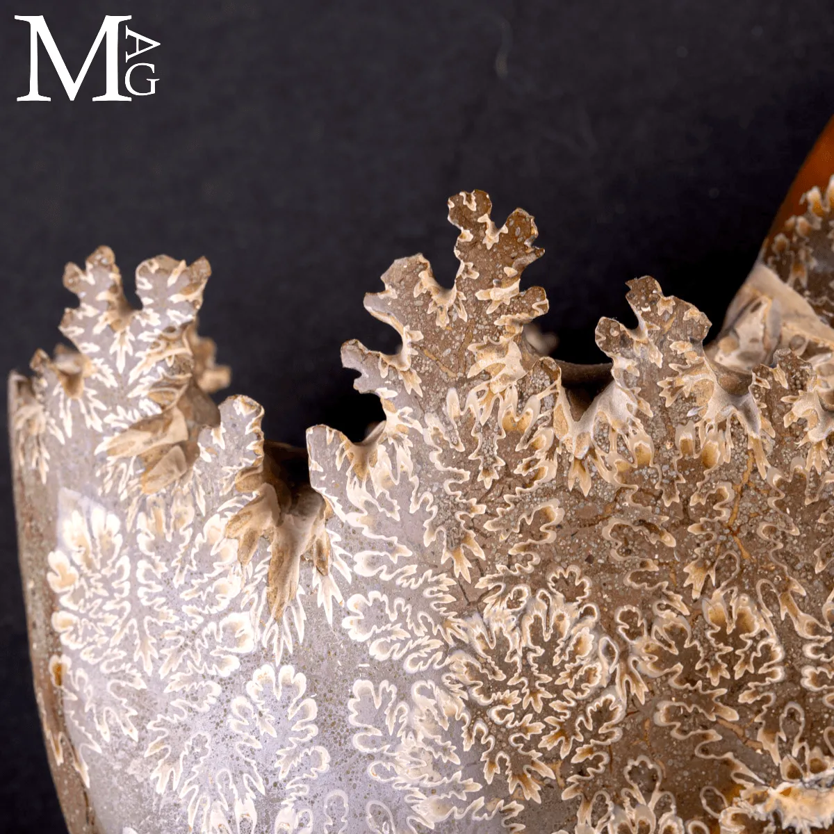 Ammonite Fossile Cleoniceras – Madagascar