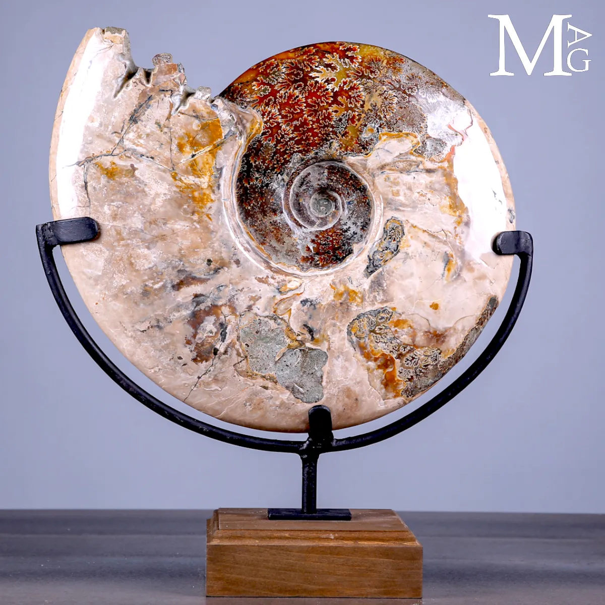 Ammonite Fossile Cleoniceras Lucidata su Base.