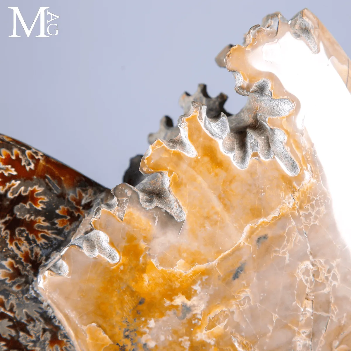 Ammonite Fossile Cleoniceras con Madreperla e Camere Mineralizzate.