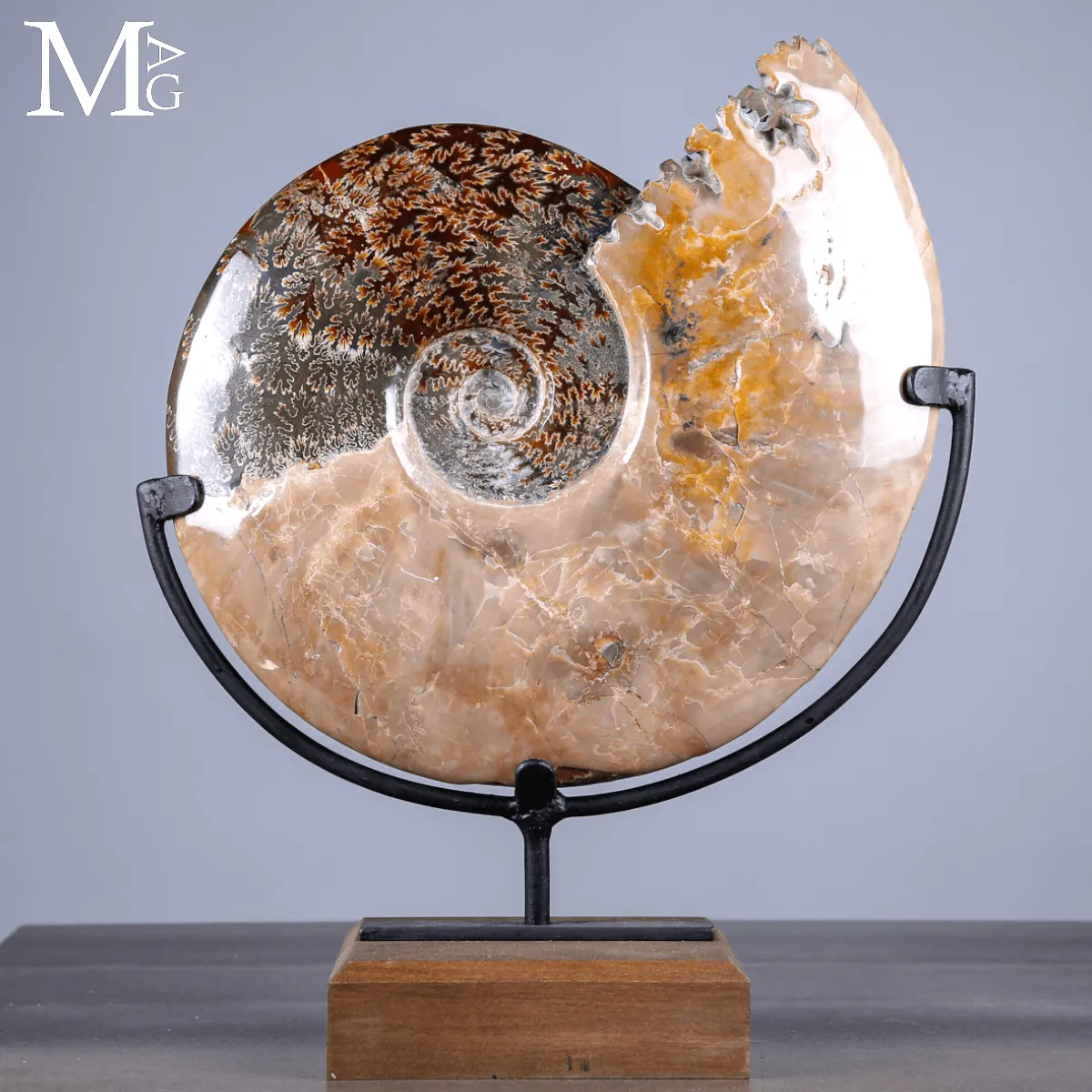 Ammonite Fossile Cleoniceras con Madreperla e Camere Mineralizzate.