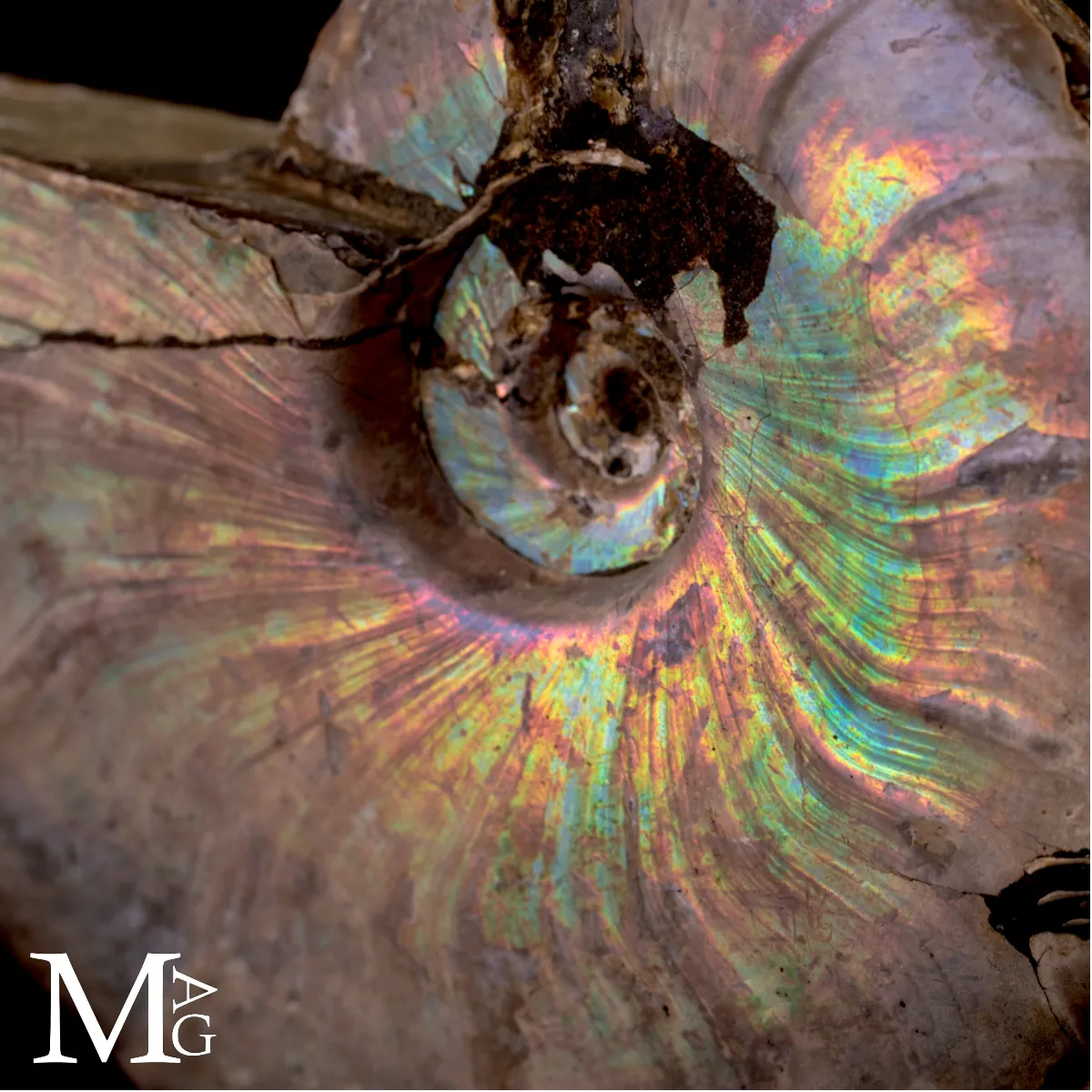 Ammonite Cleoniceras con iridescenza Arcobaleno – Madagascar