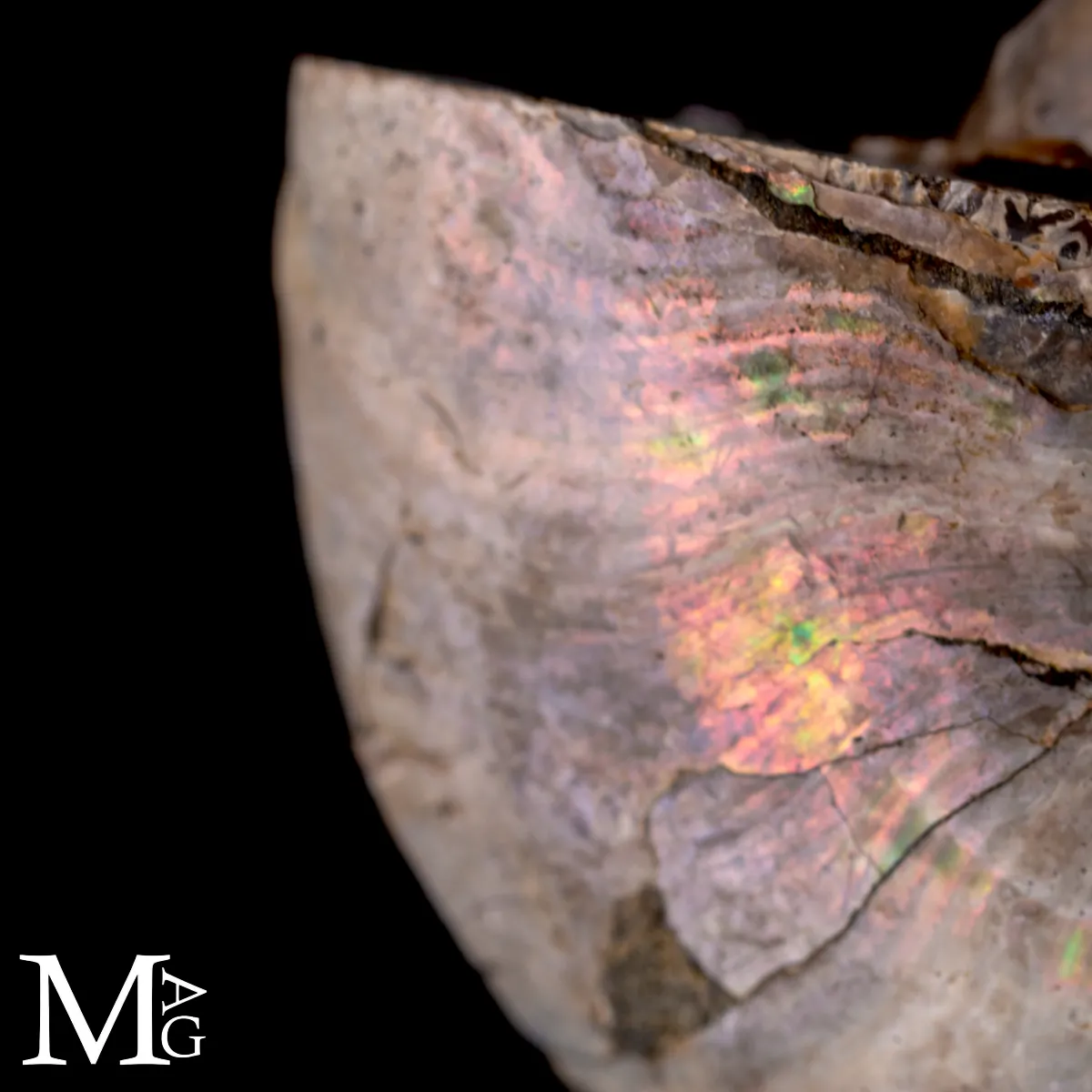 Ammonite Cleoniceras con iridescenza Arcobaleno – Madagascar
