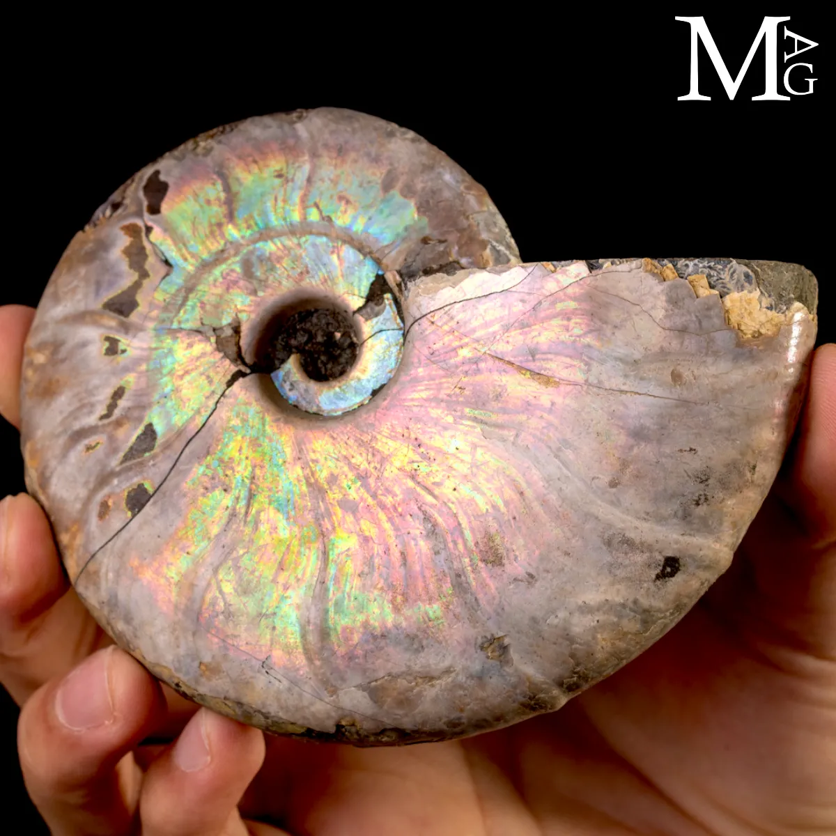 Ammonite Cleoniceras con iridescenza Arcobaleno – Madagascar