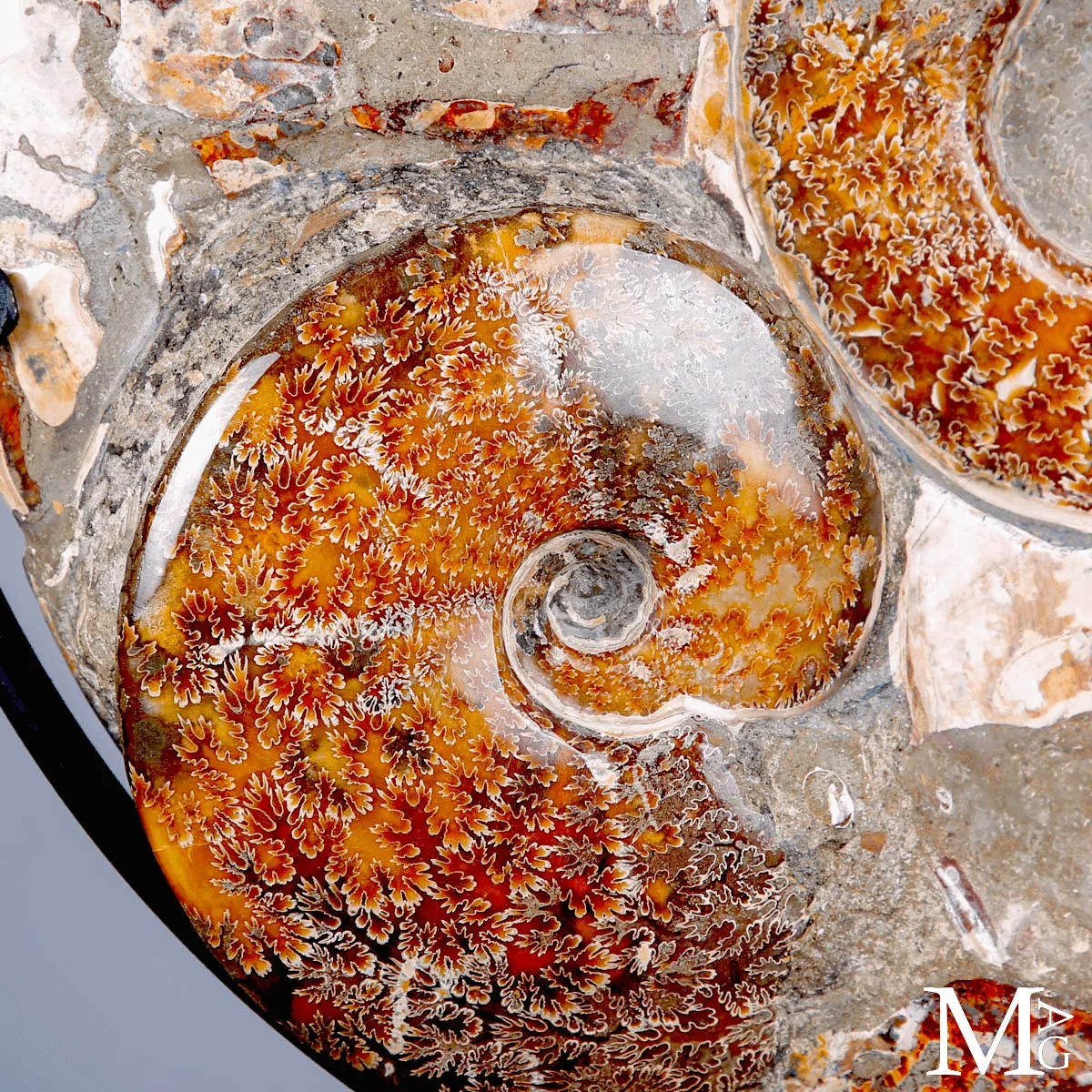 Ammonite fossile Cleoniceras - Grande esemplare su base girevole.