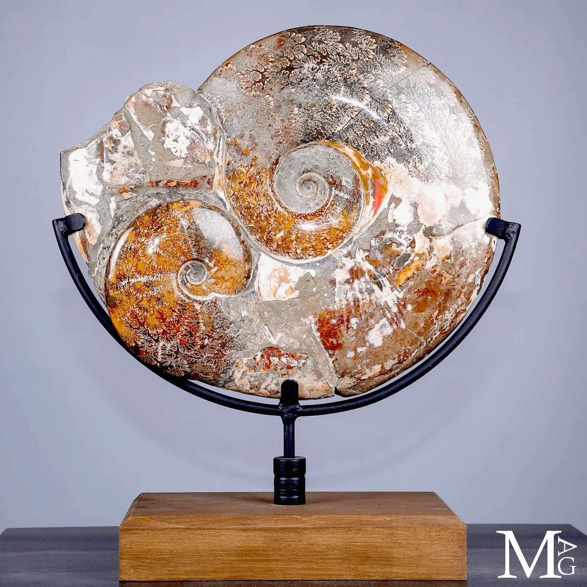Ammonite fossile Cleoniceras - Grande esemplare su base girevole.