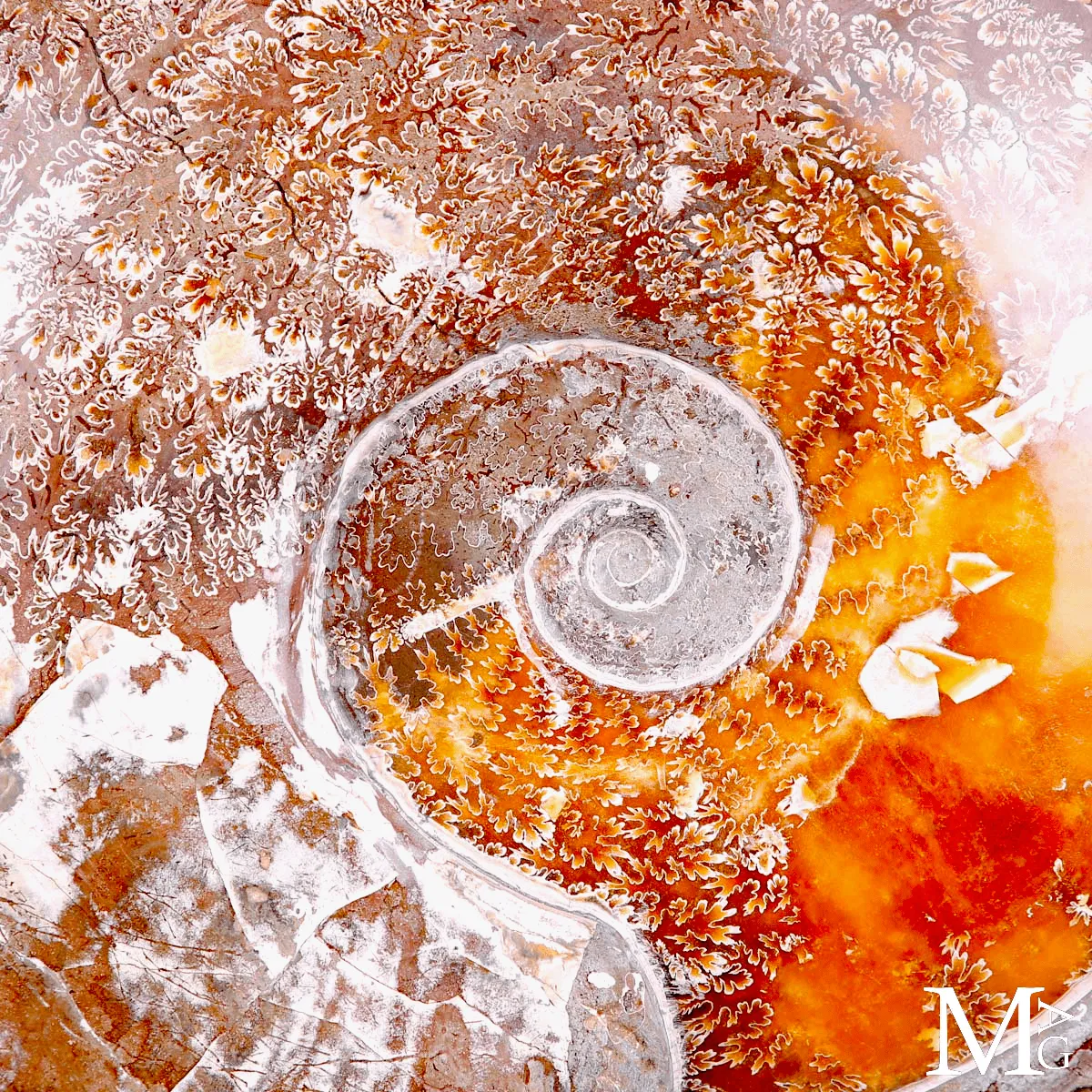Ammonite fossile Cleoniceras - Grande esemplare su base girevole.