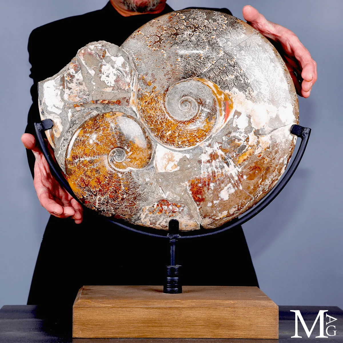 Ammonite fossile Cleoniceras - Grande esemplare su base girevole.