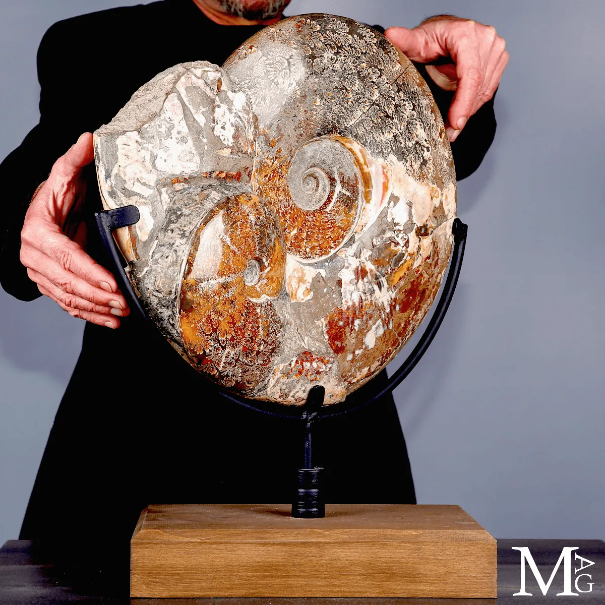 Ammonite fossile Cleoniceras - Grande esemplare su base girevole.