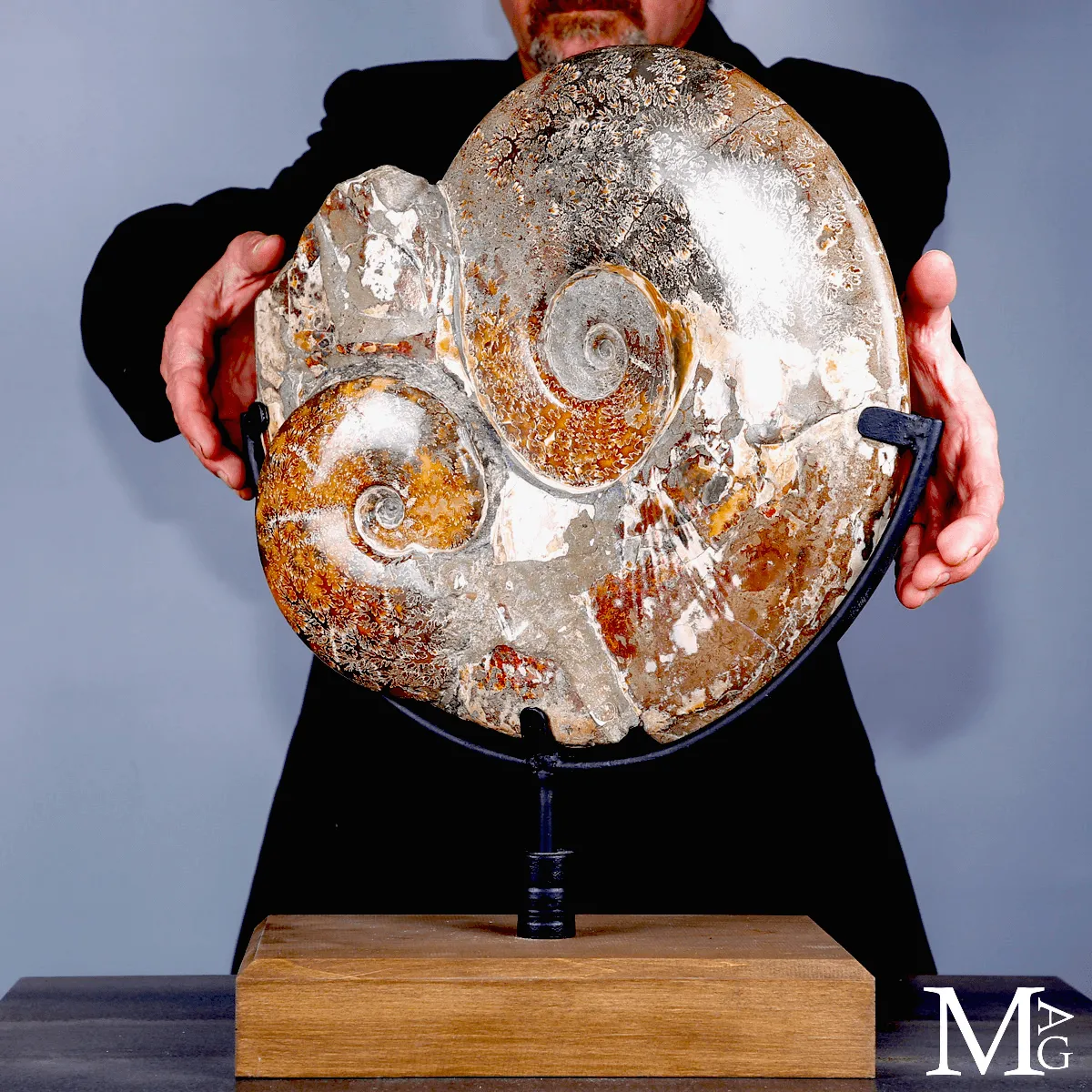 Ammonite fossile Cleoniceras - Grande esemplare su base girevole.