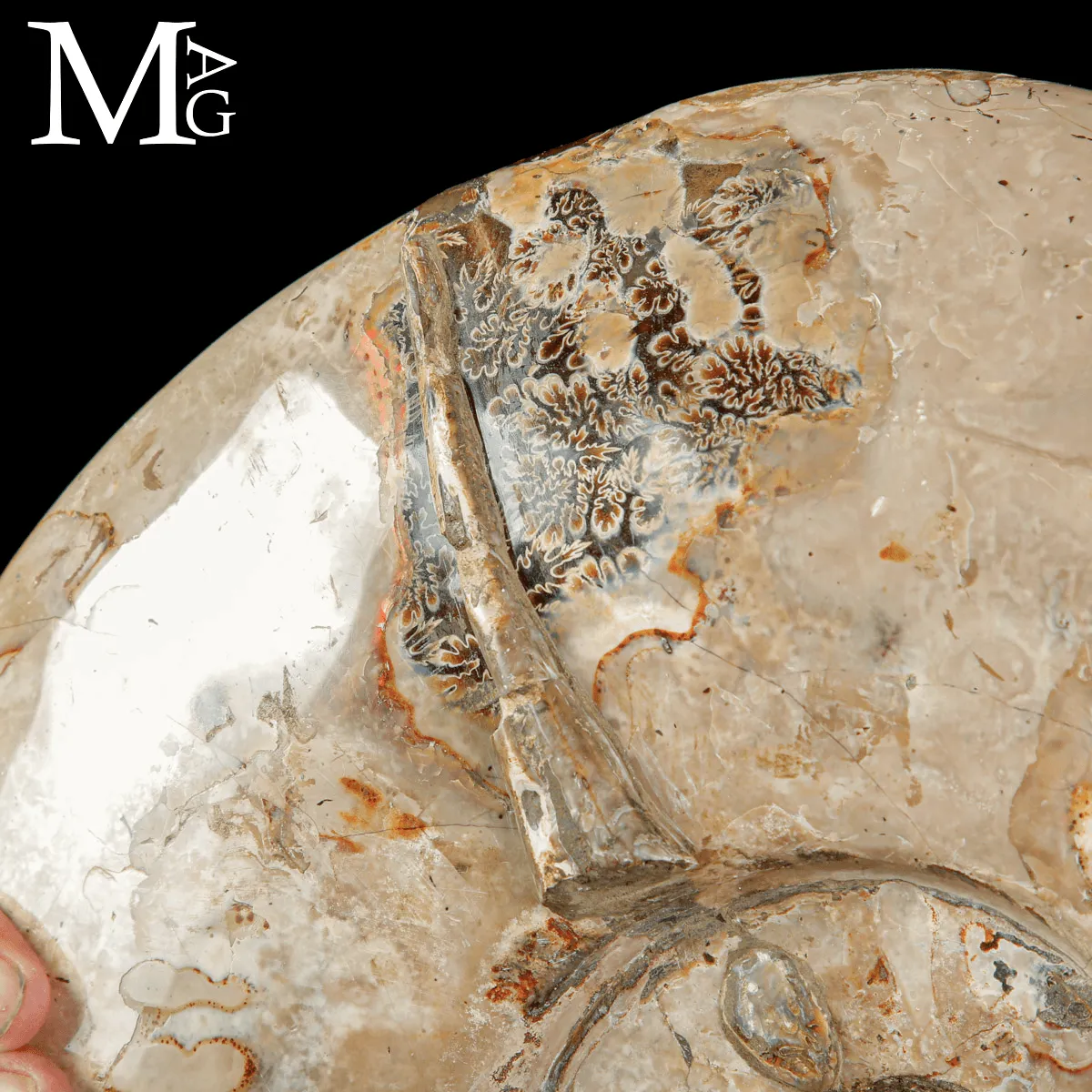Grande Ammonite Cleoniceras del Madagascar – Albiano