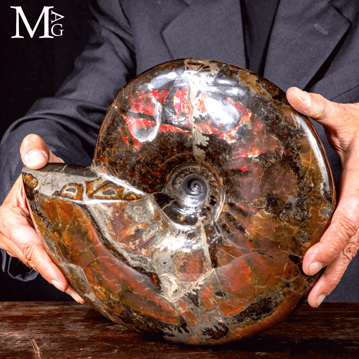 Craspedodiscus Discofalcatus – L’ammonite dalle luci rosse dell’Artico.