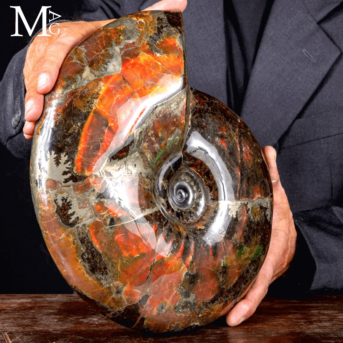 Craspedodiscus Discofalcatus – L’ammonite dalle luci rosse dell’Artico.