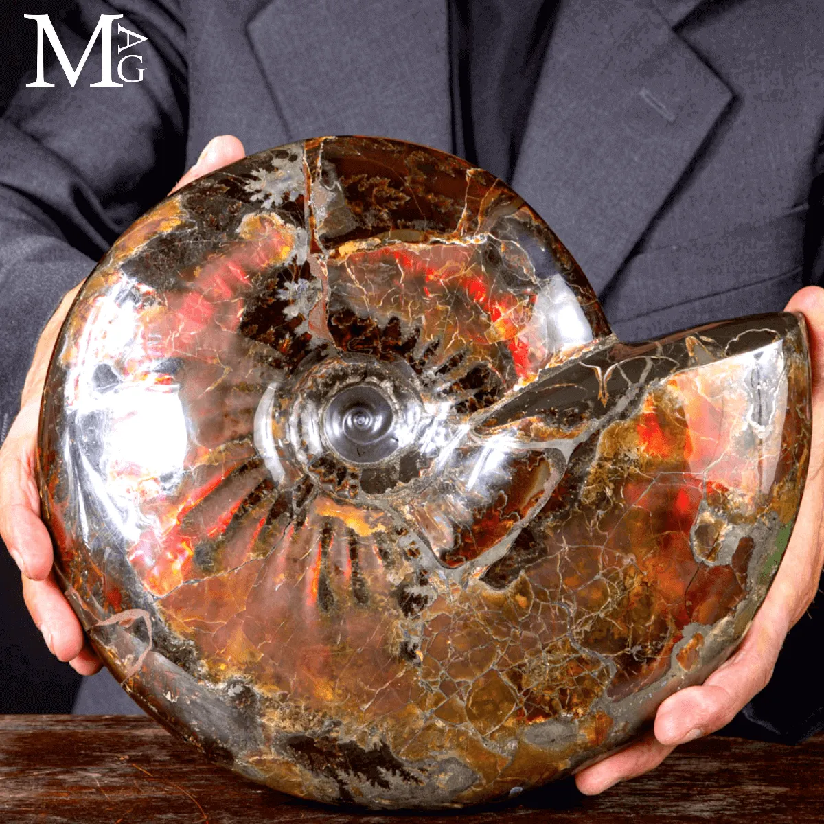 Craspedodiscus Discofalcatus – L’ammonite dalle luci rosse dell’Artico.
