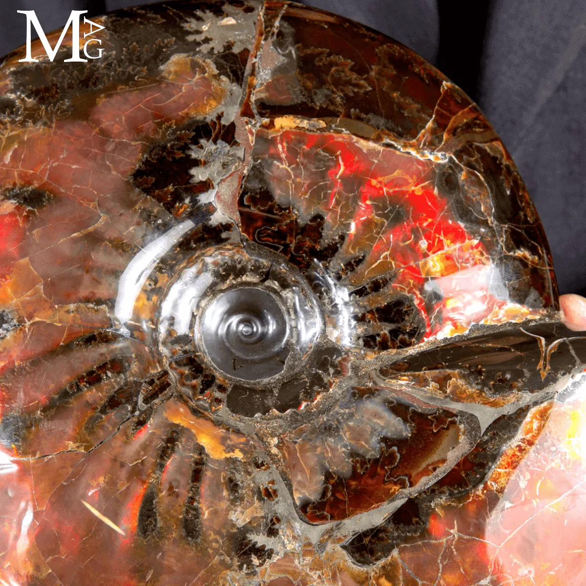 Craspedodiscus Discofalcatus – L’ammonite dalle luci rosse dell’Artico.