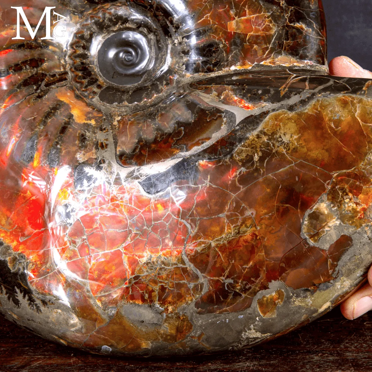 Craspedodiscus Discofalcatus – L’ammonite dalle luci rosse dell’Artico.