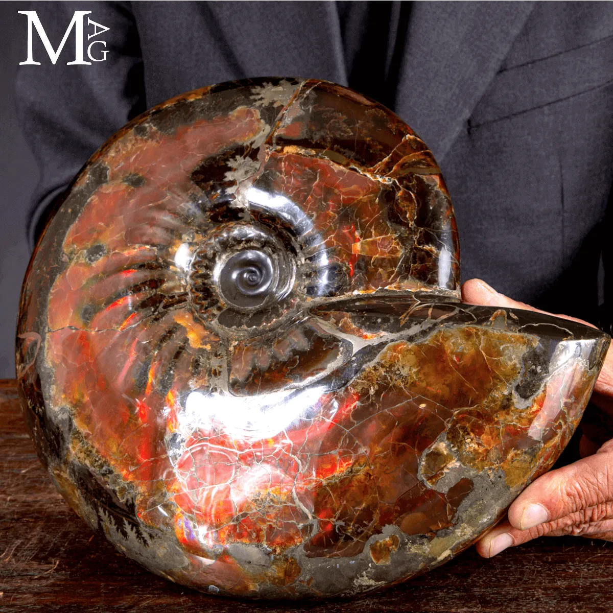Craspedodiscus Discofalcatus – L’ammonite dalle luci rosse dell’Artico.