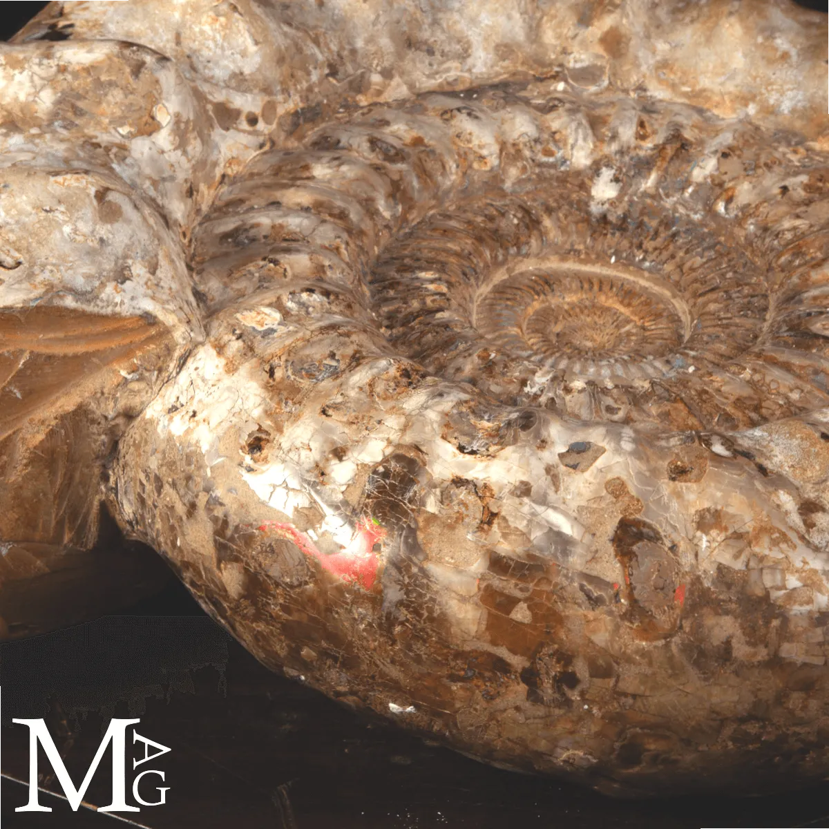 Ammonite Fossile Gigante – Douvilliceras