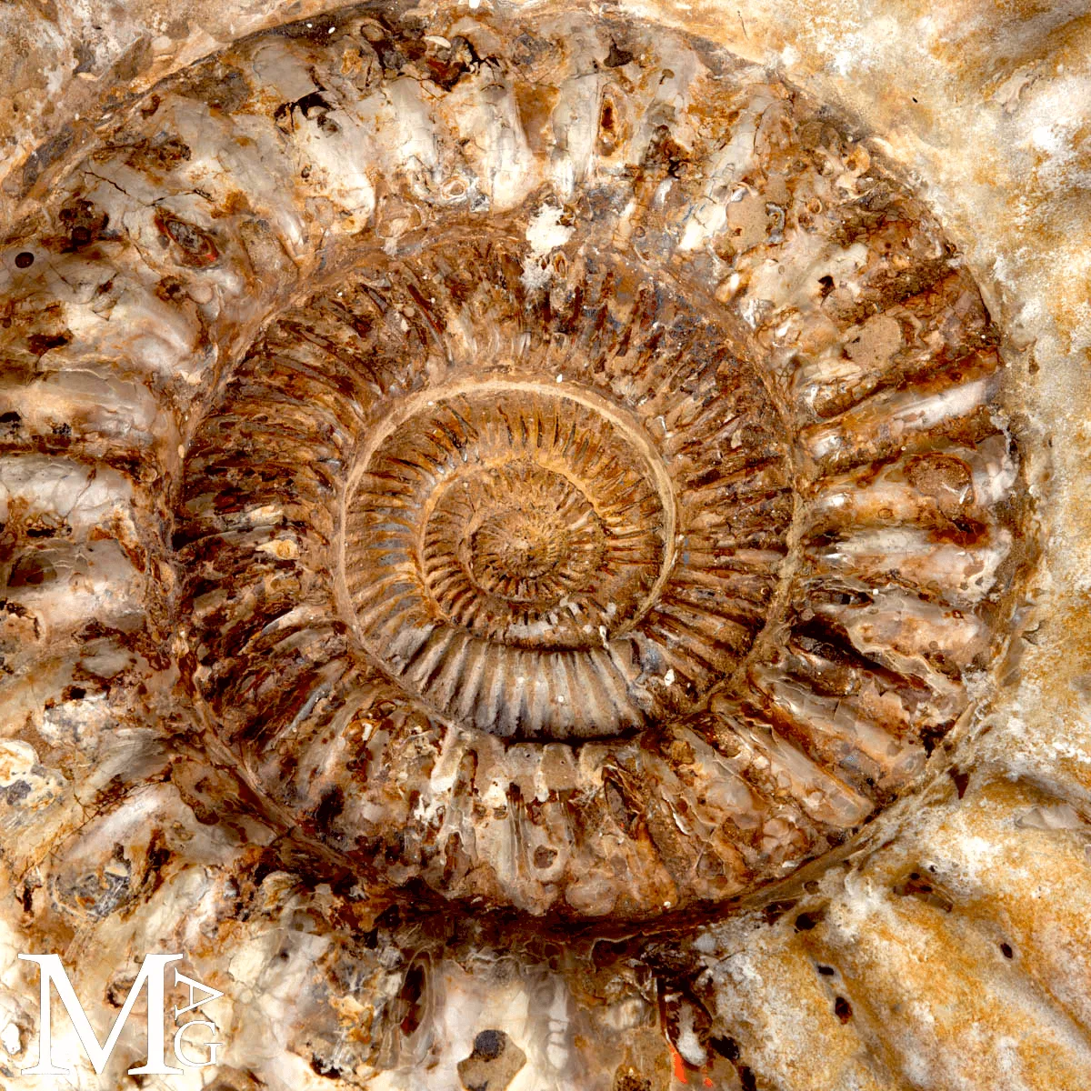 Ammonite Fossile Gigante – Douvilliceras