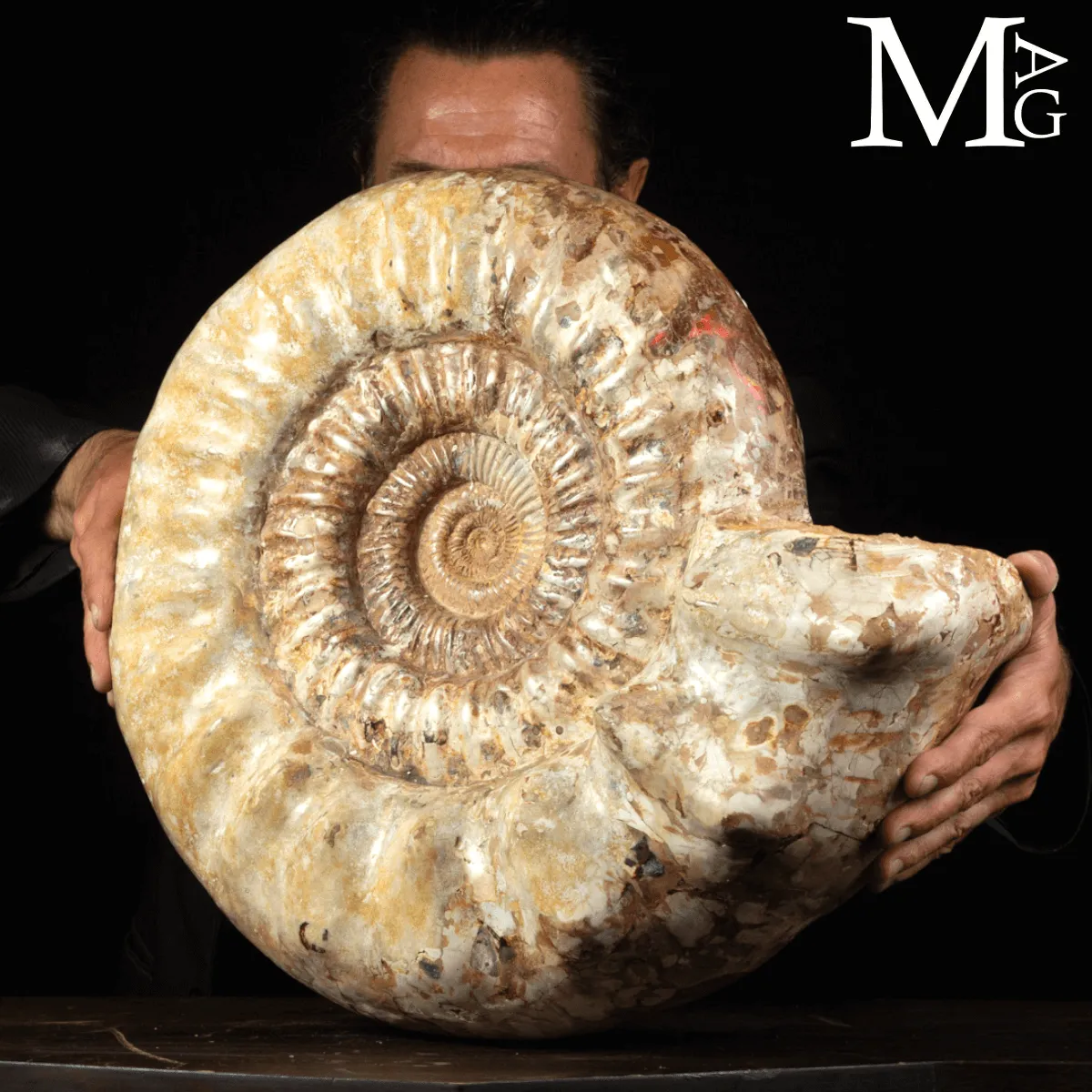 Ammonite Fossile Gigante – Douvilliceras