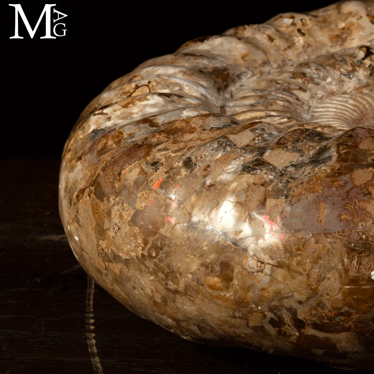 Ammonite Fossile Gigante – Douvilliceras