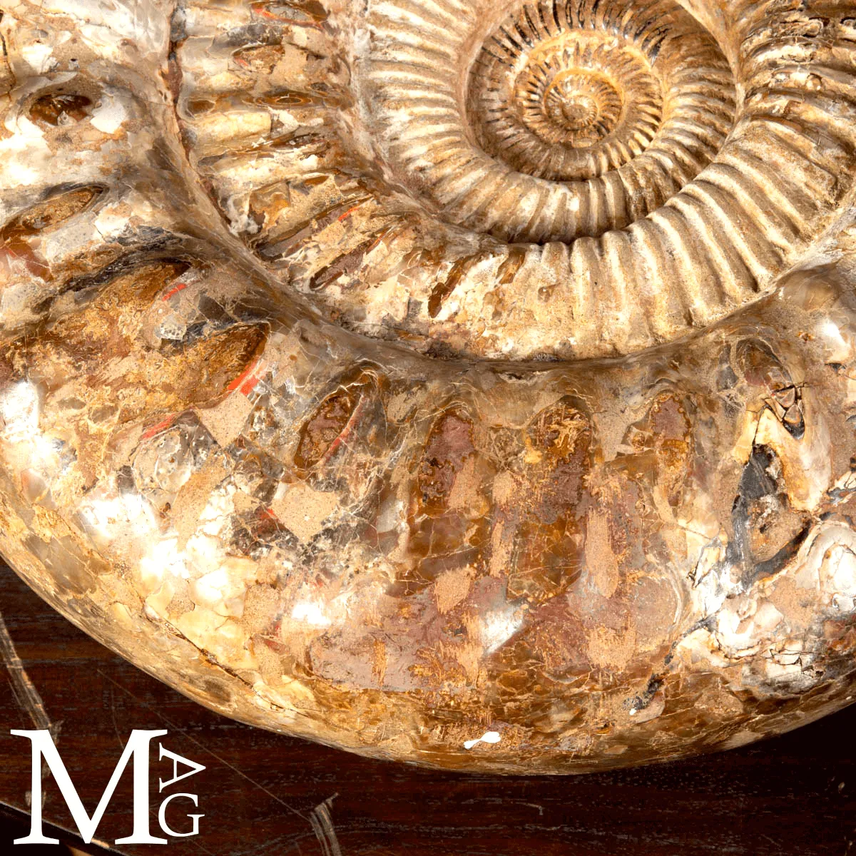Ammonite Fossile Gigante – Douvilliceras